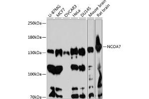 Western blot analysis of extracts of various cell lines, using NCO antibody (ABIN6129655, ABIN6144417, ABIN6144418 and ABIN6217922) at 1:3000 dilution. (NCOA7 anticorps  (AA 1-90))