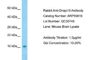 Western Blotting (WB) image for anti-DnaJ (Hsp40) Homolog, Subfamily C, Member 19 (DNAJC19) (N-Term) antibody (ABIN2788226) (DNAJC19 anticorps  (N-Term))