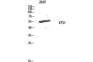 Western Blot (WB) analysis of 293T cells using ETS1 Polyclonal Antibody.