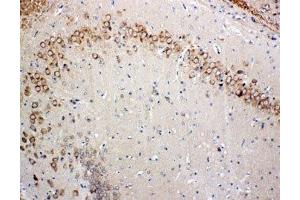 IHC-P: Glutaredoxin 2 antibody testing of rat brain tissue (Glutaredoxin 2 anticorps  (Middle Region))