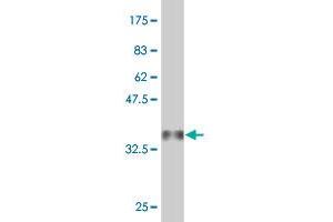 Western Blot detection against Immunogen (36.