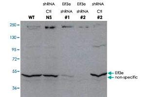 Western blot using Eif3e polyclonal antibody  shows detection of endogenous Eif3e. (EIF3E anticorps  (C-Term))