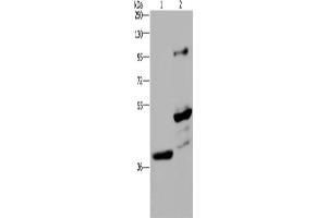 Western Blotting (WB) image for anti-Growth Arrest-Specific 7 (GAS7) antibody (ABIN2421611)