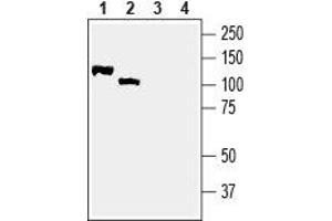 Western blot analysis of rat brain membranes (lanes 1 and 3) and mouse brain lysate (lanes 2 and 4): - 1,2. (Neuregulin 2 anticorps  (Extracellular, N-Term))