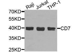 Western blot analysis of extracts of various cells, using CD7 antibody. (CD7 anticorps)