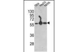 Western blot analysis of P4HB Antibody (C-term) (ABIN389450 and ABIN2839519) in CEM,HepG2, cell line lysates (35 μg/lane). (P4HB anticorps  (C-Term))