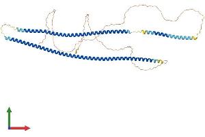 AlphaFold protein structure predicition of Human Recombinant KRT75 Protein, UniprotID O95678