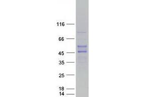 Validation with Western Blot (RNF39 Protein (Transcript Variant 1) (Myc-DYKDDDDK Tag))