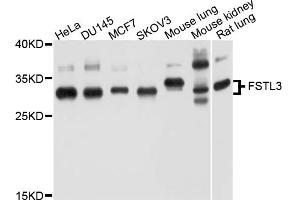Western blot analysis of extracts of various cell lines, using FSTL3 antibody (ABIN4903702) at 1:1000 dilution. (FSTL3 anticorps)