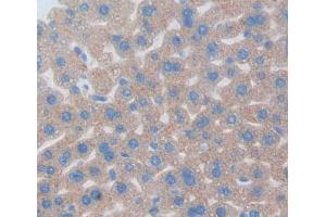 IHC-P analysis of liver tissue, with DAB staining. (Nucleobindin 1 anticorps  (AA 26-413))