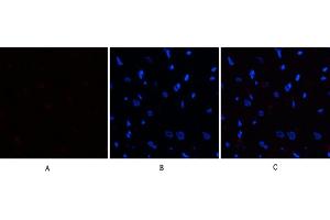 Immunofluorescence analysis of rat heart tissue.