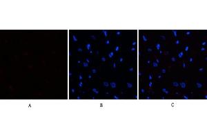 Immunofluorescence analysis of rat heart tissue. (EIF2A anticorps  (pSer51))
