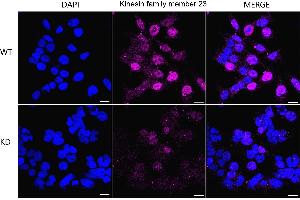 Immunocytochemical staining of HeLa cells using Kinesin family member 23 antibody (ABIN7799204), 1:1,000), Top panel: wild-type (WT), Bottom panal: Kinesin family member 23 shRNA knockdown (KD).
