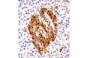 Immunohistochemical analysis of paraffin-embedded H.