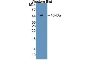 Detection of Recombinant GLMP, Mouse using Polyclonal Antibody to Glycosylated Lysosomal Membrane Protein (GLMP)
