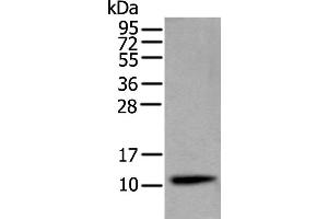 Western Blotting (WB) image for anti-Cystatin S (CST4) antibody (ABIN2422865) (CST4 anticorps)
