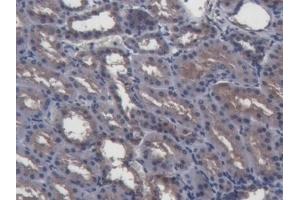 Detection of GAL2 in Porcine Kidney Tissue using Polyclonal Antibody to Galectin 2 (GAL2) (Gallinacin-2 (GAL2) (AA 1-123) anticorps)