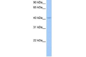 WB Suggested Anti-PAIP1 Antibody Titration:  0. (PAIP1 anticorps  (N-Term))