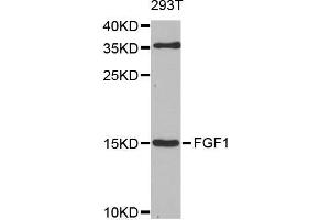 Western blot analysis of extracts of 293T cells, using FGF1 antibody (ABIN5970259) at 1/1000 dilution. (FGF1 anticorps)