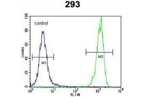 Flow cytometric analysis of 293 cells using OR10H1 Antibody (C-term) Cat. (OR10H1 anticorps  (C-Term))