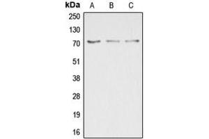 Western blot analysis of DUSP16 expression in HepG2 (A), COLO205 (B), HEK293T (C) whole cell lysates. (DUSP16 anticorps  (C-Term))