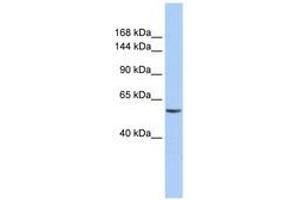Image no. 1 for anti-Chromodomain Helicase DNA Binding Protein 2 (CHD2) (AA 36-85) antibody (ABIN6740379) (CHD2 anticorps  (AA 36-85))