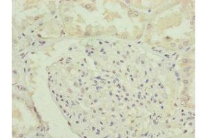 Immunohistochemistry of paraffin-embedded human kidney tissue using ABIN7151148 at dilution of 1:100 (RNF135 anticorps  (AA 339-432))
