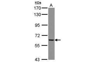 Image no. 1 for anti-gamma-Glutamyltransferase 5 (GGT5) (AA 47-328) antibody (ABIN1498453) (GGT5 anticorps  (AA 47-328))