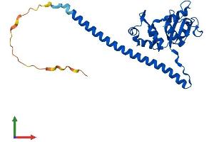 AlphaFold protein structure predicition of Mouse Recombinant Rpl7 Protein, UniprotID P14148