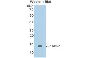 Western Blotting (WB) image for anti-Regenerating Islet-Derived 1 alpha (REG1A) (AA 33-166) antibody (ABIN1078467) (REG1A anticorps  (AA 33-166))