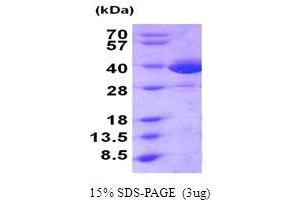 SDS-PAGE (SDS) image for Macrophage Migration Inhibitory Factor (Glycosylation-Inhibiting Factor) (MIF) (AA 1-115) protein (GST tag) (ABIN5854253)