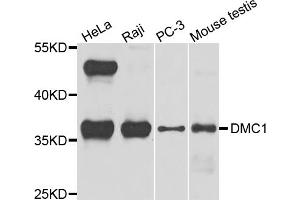Western blot analysis of extracts of various cell lines, using DMC1 antibody (ABIN5972548) at 1/1000 dilution. (DMC1 anticorps)