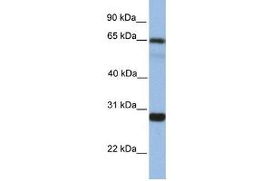 Western Blotting (WB) image for anti-Mediator Complex Subunit 4 (MED4) antibody (ABIN2459430) (MED4 anticorps)
