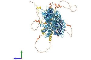 AlphaFold protein structure predicition of Mouse Recombinant Slc4a8 Protein, UniprotID Q8JZR6