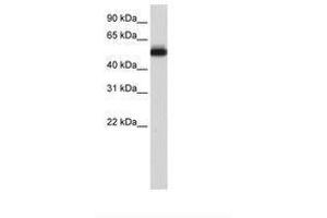 Image no. 1 for anti-Zinc finger protein 82 homolog (ZFP82) (C-Term) antibody (ABIN6736211) (Zinc finger protein 82 homolog (ZFP82) (C-Term) anticorps)