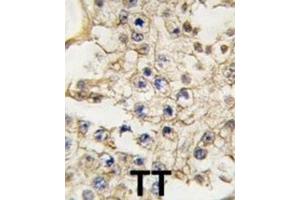 Immunohistochemistry (IHC) image for anti-EPH Receptor A10 (EPHA10) antibody (ABIN3003339) (EPH Receptor A10 anticorps)