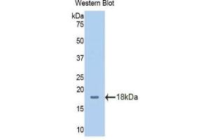 Detection of Recombinant SLC3A2, Human using Polyclonal Antibody to Solute Carrier Family 3, Member 2 (SLC3A2) (SLC3A2 anticorps  (AA 213-349))