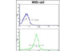 Flow cytometric analysis of widr cells using FHL1 Antibody (bottom histogram) compared to a negative control cell (top histogram).