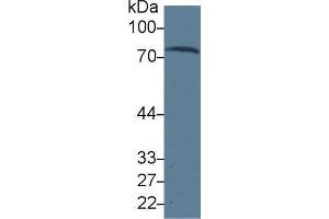 Western blot analysis of Human Serum, using Human TRF Antibody (3 µg/ml) and HRP-conjugated Goat Anti-Mouse antibody ( (Transferrin anticorps  (AA 361-683))