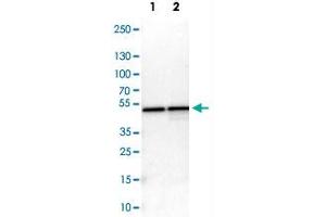 Western Blot analysis of Lane 1: NIH-3T3 cell lysate (mouse embryonic fibroblast cells) and Lane 2: NBT-II cell lysate (Wistar rat bladder tumor cells) with DAZAP1 polyclonal antibody . (DAZAP1 anticorps)