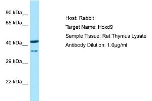WB Suggested Anti-Hoxd9 Antibody   Titration: 1. (HOXD9 anticorps  (N-Term))