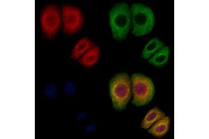 ABIN7093944 and ABIN7097988 staining Hela cells by IF/ICC. (PDE6B anticorps  (N-Term))
