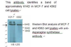 Image no. 1 for anti-Asparagine Synthetase (ASNS) antibody (ABIN790829) (Asparagine Synthetase anticorps)