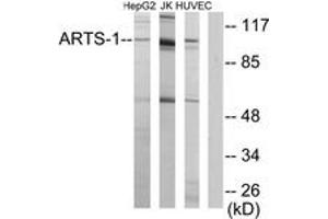Western blot analysis of extracts from HepG2/Jurkat/HuvEc cells, using ARTS-1 Antibody.