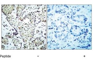 Image no. 1 for anti-Mitogen-Activated Protein Kinase Kinase 6 (MAP2K6) (AA 205-209) antibody (ABIN197354) (MAP2K6 anticorps  (AA 205-209))