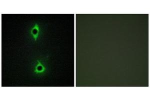 Immunofluorescence (IF) image for anti-phosphoinositide Kinase, FYVE Finger Containing (PIKFYVE) (N-Term) antibody (ABIN1850108)