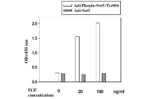 A431 cells were stimulated by different concentrations of EGF for 30 minutes at 37 °C