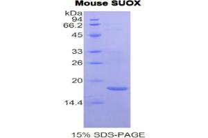 SDS-PAGE analysis of Mouse Sulfite Oxidase Protein. (SUOX Protéine)