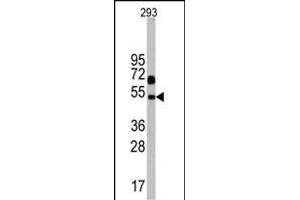 Western blot analysis of Nptx1 Antibody (C-term) in 293 cell line lysates (35 μg/lane). (NPX1 anticorps  (C-Term))