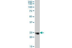 MESDC2 MaxPab polyclonal antibody.
